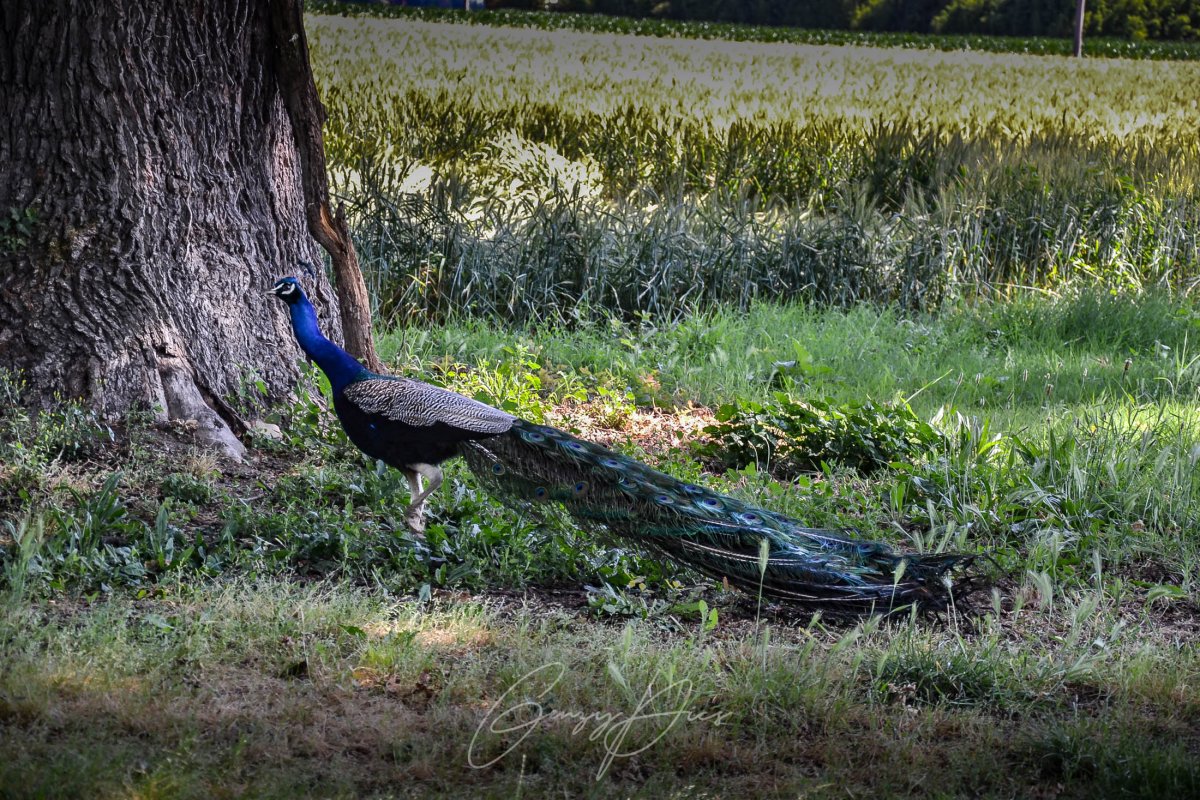 Pavoni nella Tenuta Cinquanta