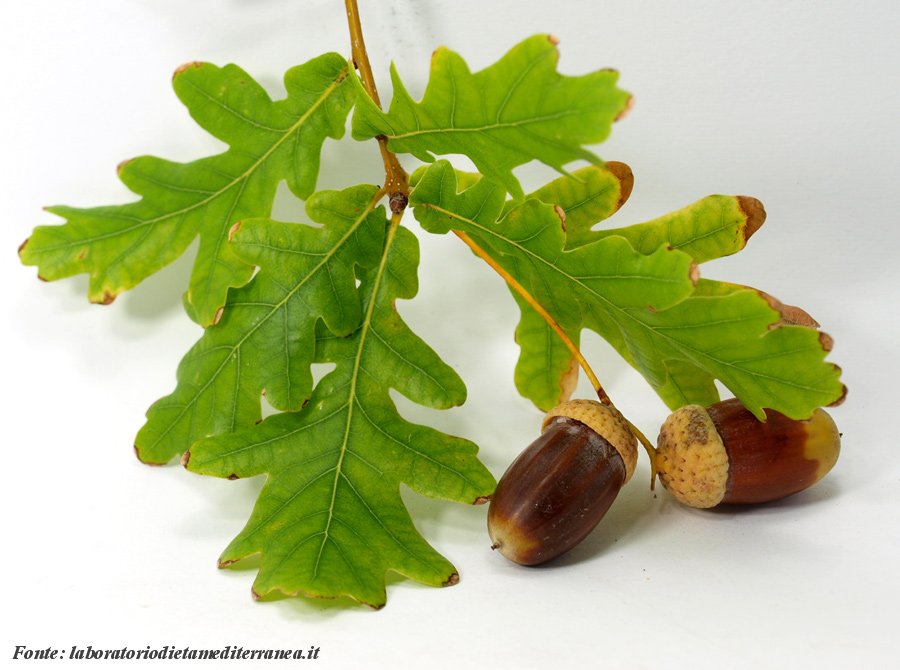 Foglie di quercia Farnia
