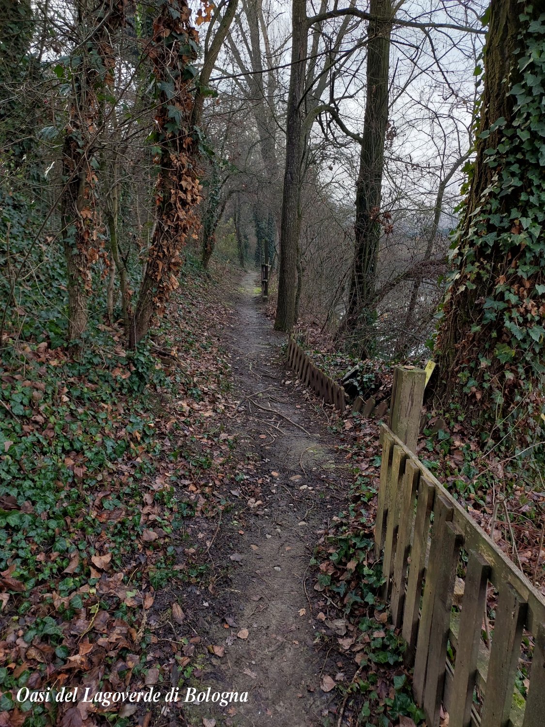 Oasi del Lagoverde Bologna