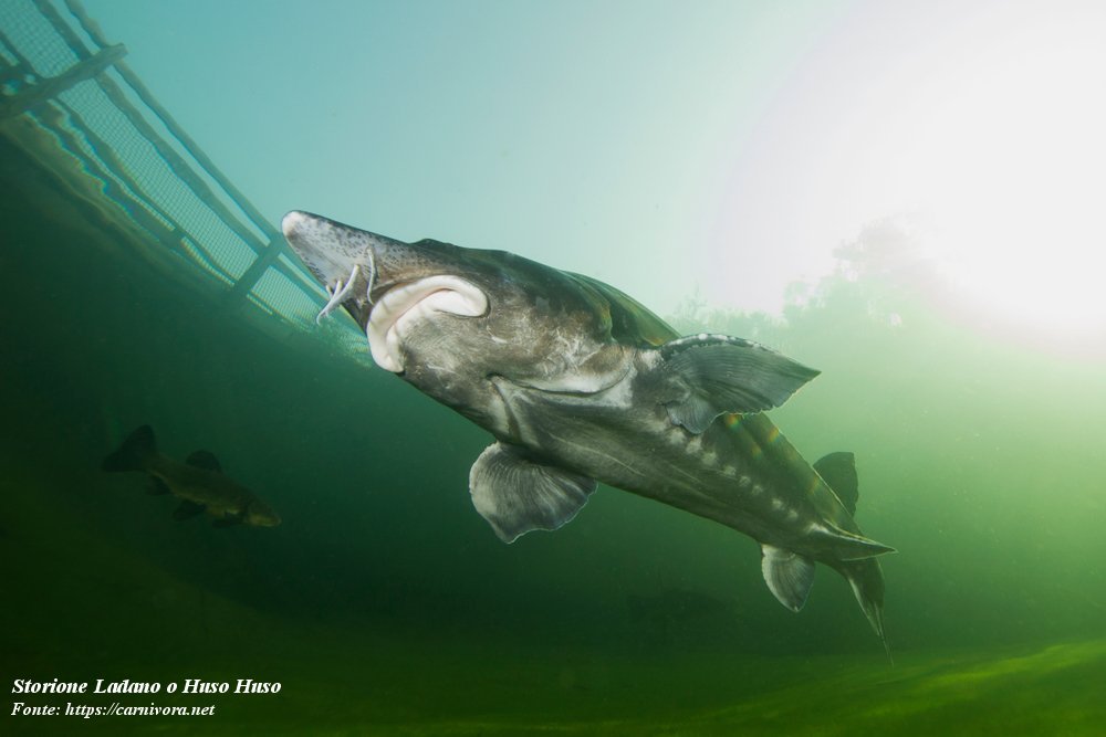 Storione Ladano o Huso Huso