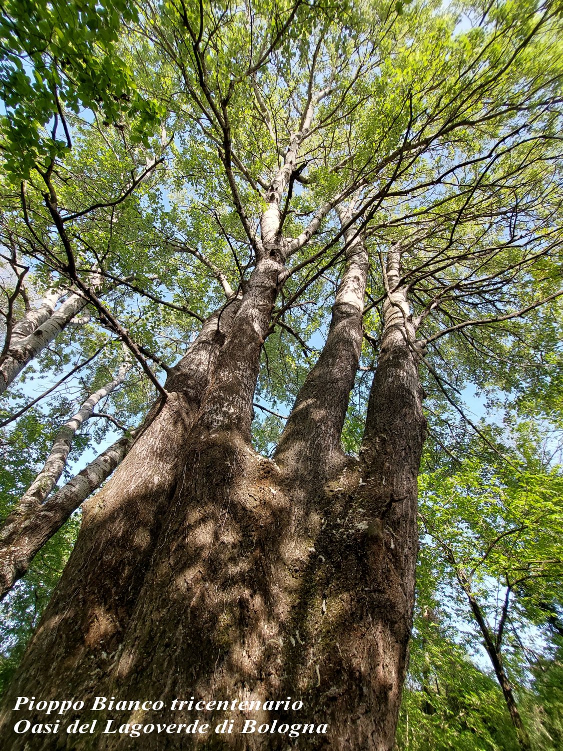 Pioppo bianco tricentenario