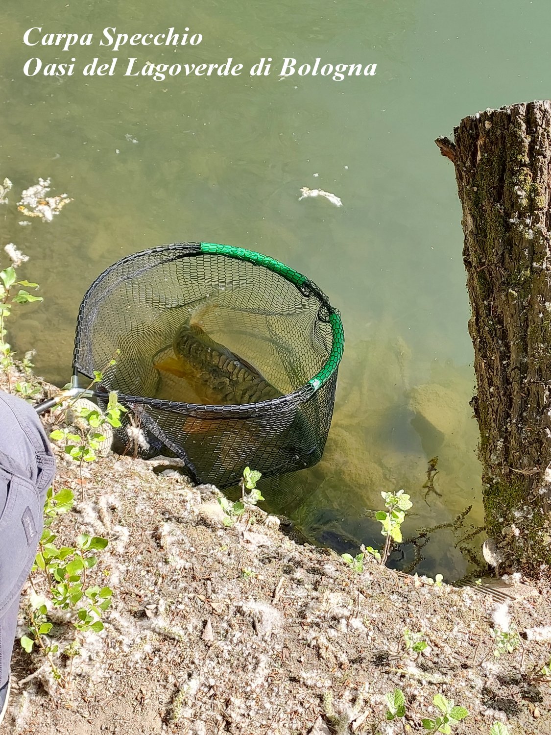 Carpa Specchio catturata da un bambino