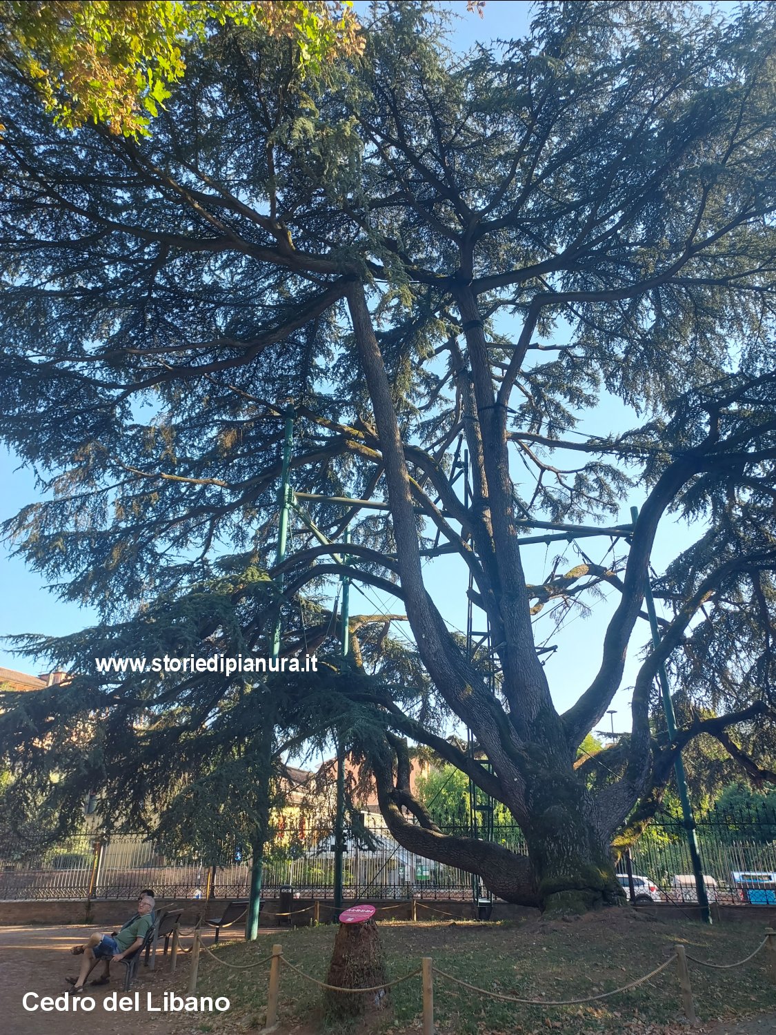 Cedro del Libano di Parco Massari, Ferrara