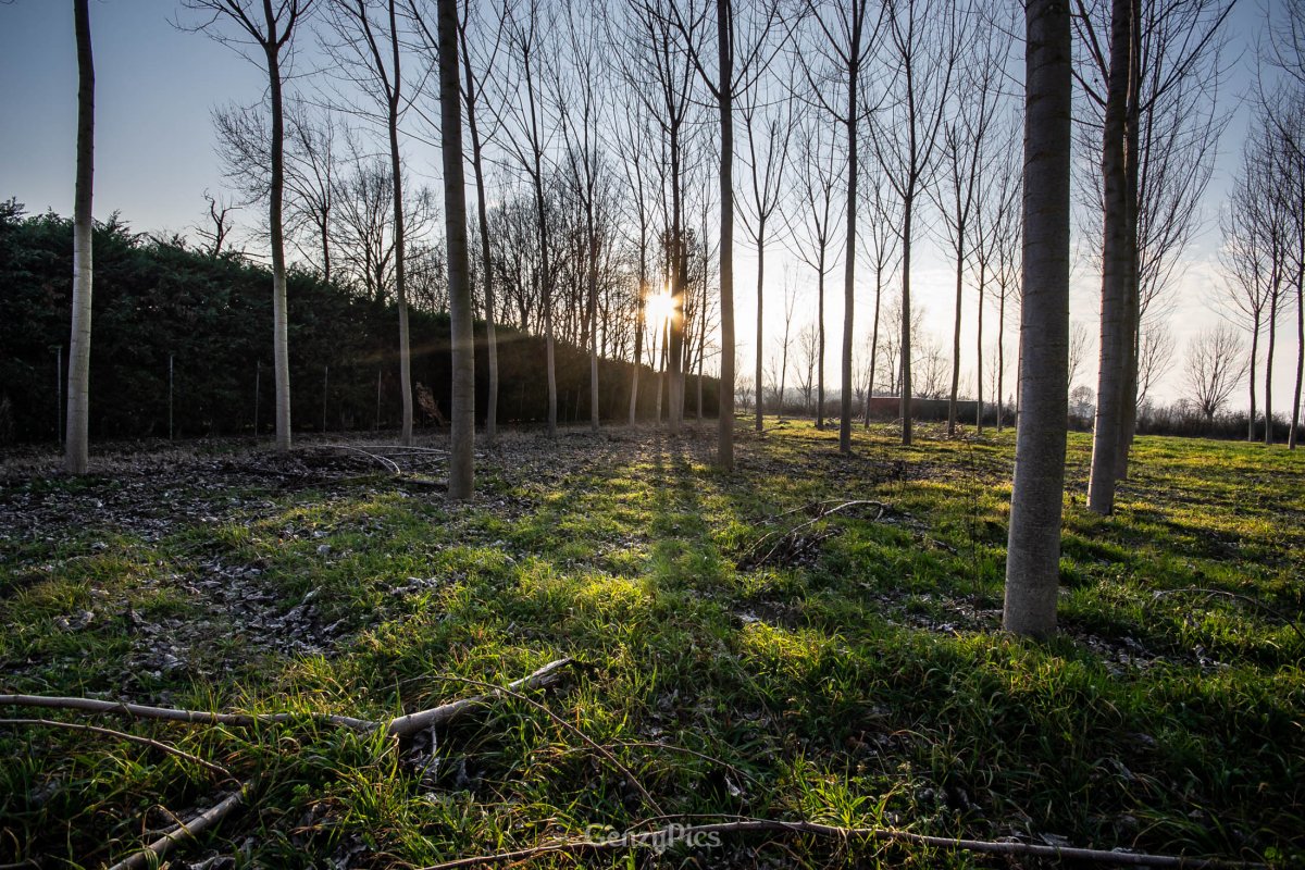 Pioppicoltura in Italia
