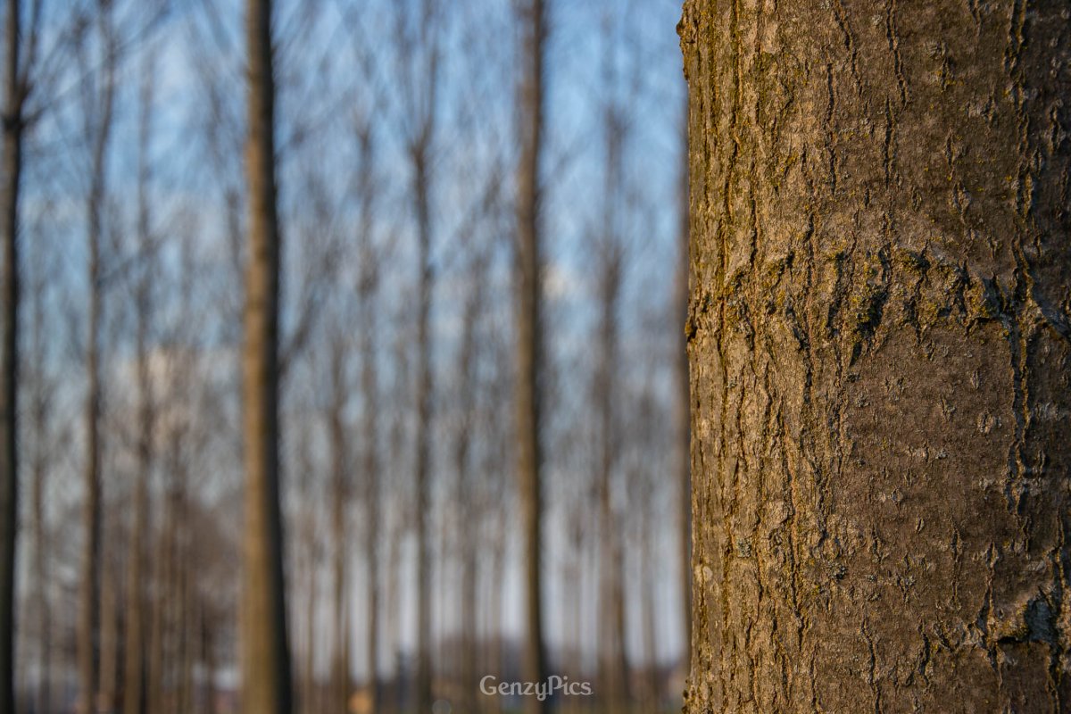 Il pioppeto come sistema agricolo