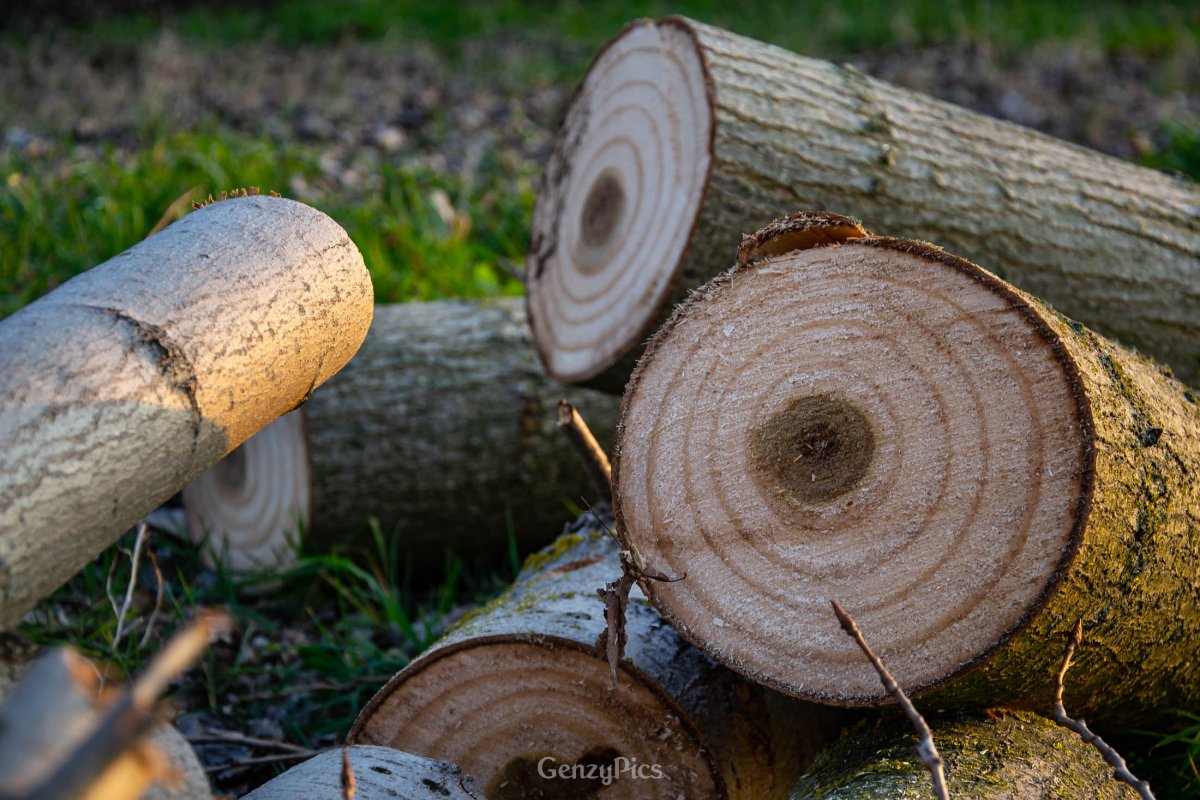 Il taglio del pioppo nella pioppicoltura