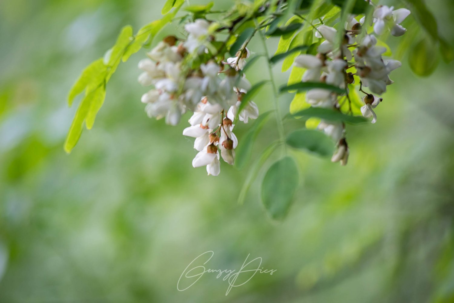 Robinia Pseudoacacia