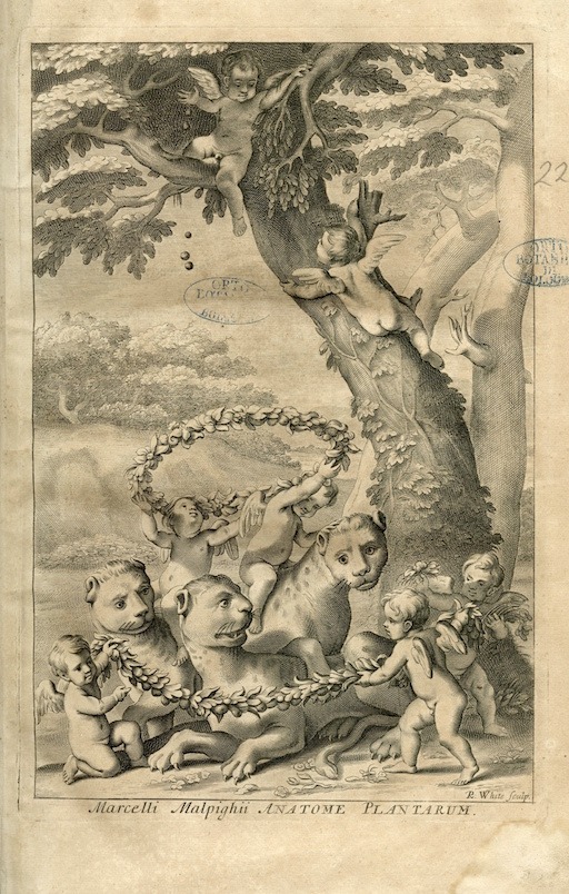 Incisione di Robert White, Anatome Plantarum